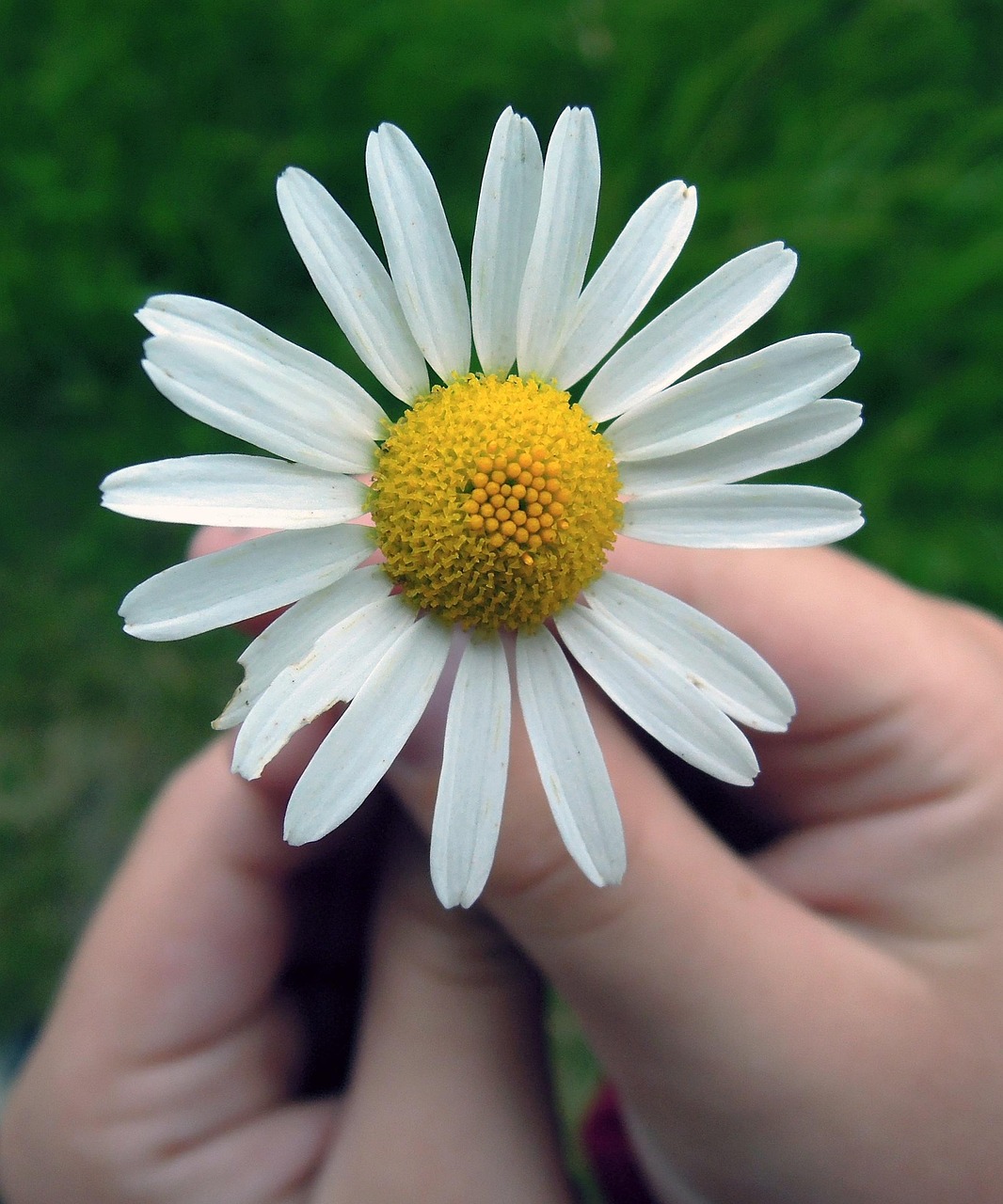 daisy, nature, flower, beautiful flowers, hands, summer, close-up, flower wallpaper, in summer time, flower background, hand, divination